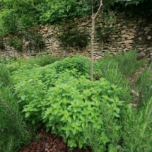 Villa Herb Garden Oregano
