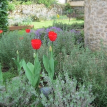 Villa Herb Garden Tulips