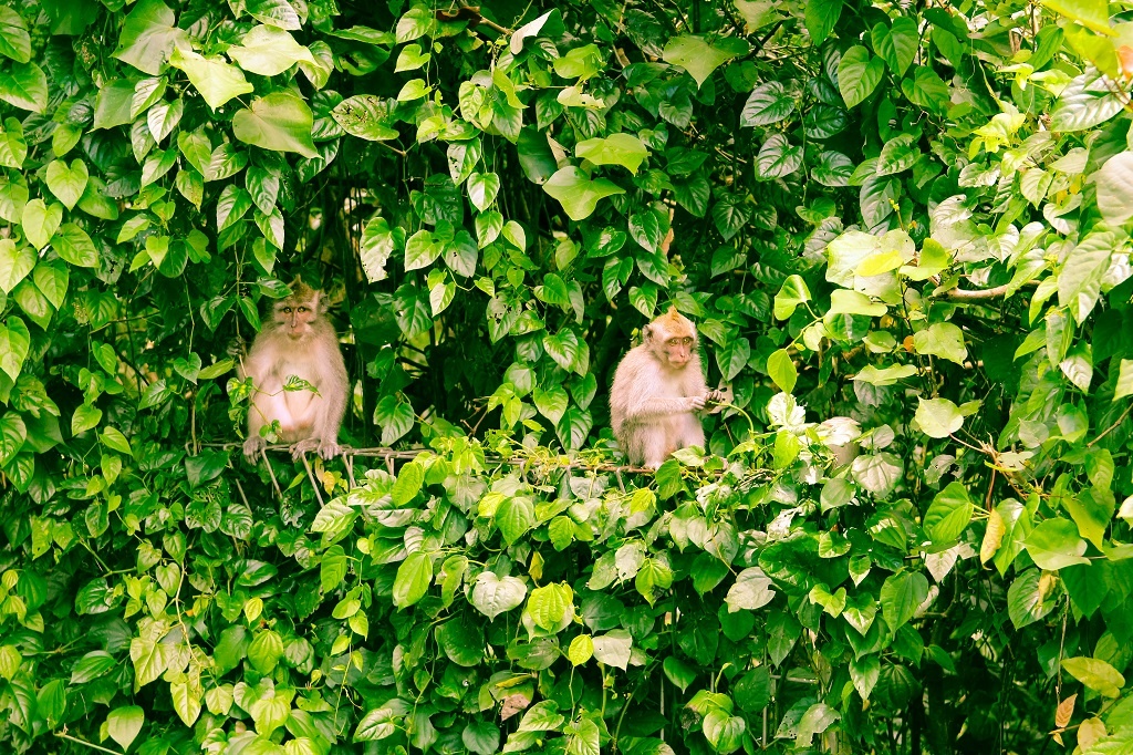 Monkeys Ubud Bali