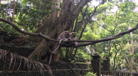 Indonesia Bali Monkeys