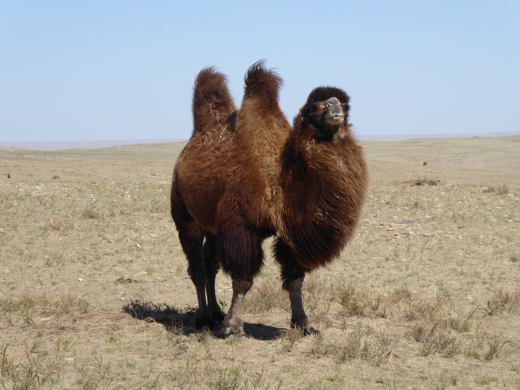 Mongolia; The Ultimate Travel Guide
