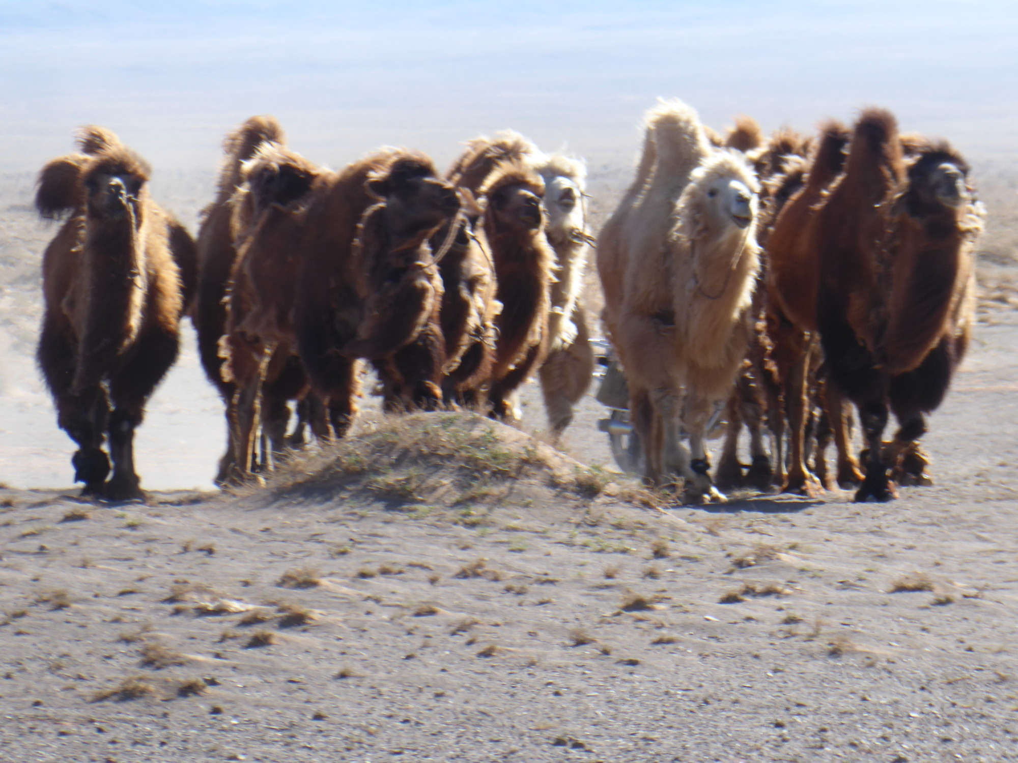 Mongolia; The Ultimate Travel Guide