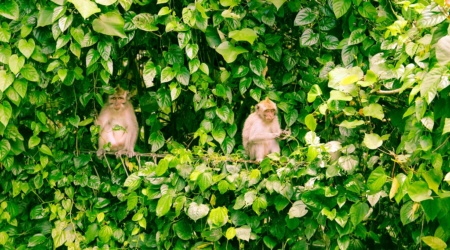 Monkeys Ubud Bali