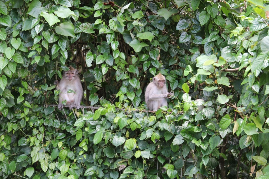 Monkeys Ubud Bali
