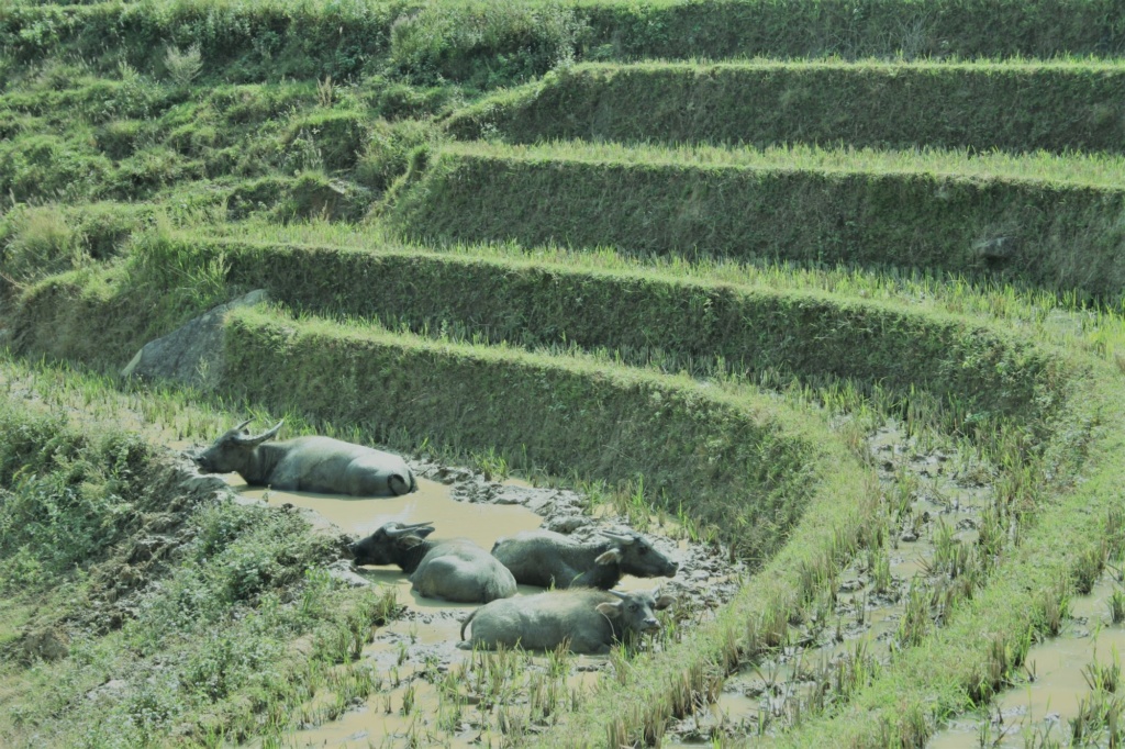 Vietnam - Sapa