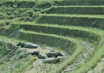Vietnam - Sapa
