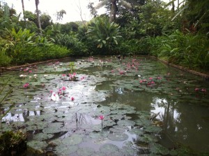 Ponds at Tamarind Cooking School